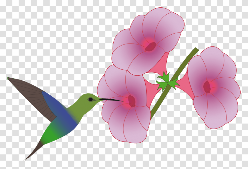 Pinkplantflower Hummingbird At Flower Clipart, Petal, Blossom, Animal, Anther Transparent Png