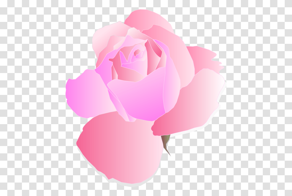 Pinkplantflower Pink Flower Background, Rose, Blossom, Petal, Carnation Transparent Png