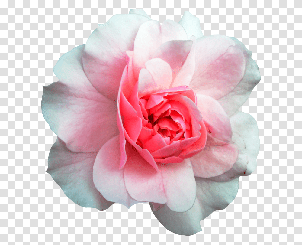 Pinkplantflower Rose And Wood Background, Blossom, Petal, Geranium Transparent Png