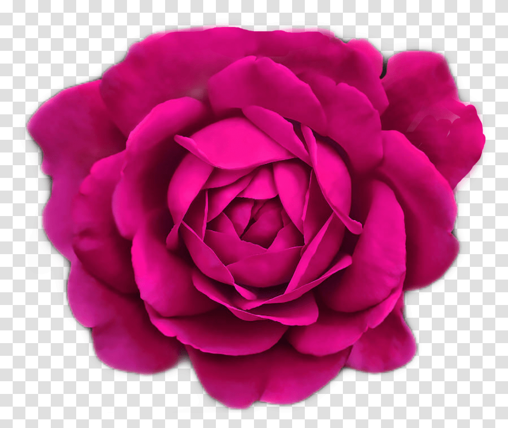 Pinkrose Magenta Fleurs Flowers By Sadna2018 Pink Teal And Black Roses, Plant, Blossom, Petal, Geranium Transparent Png