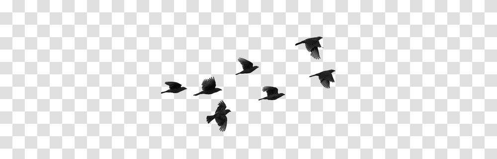 Pinku Birds Flying Bird, Animal, Flock, Pigeon, Swallow Transparent Png