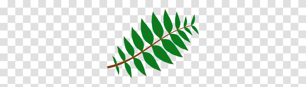 Pinnate Leaf Clip Art, Plant, Fern, Green Transparent Png