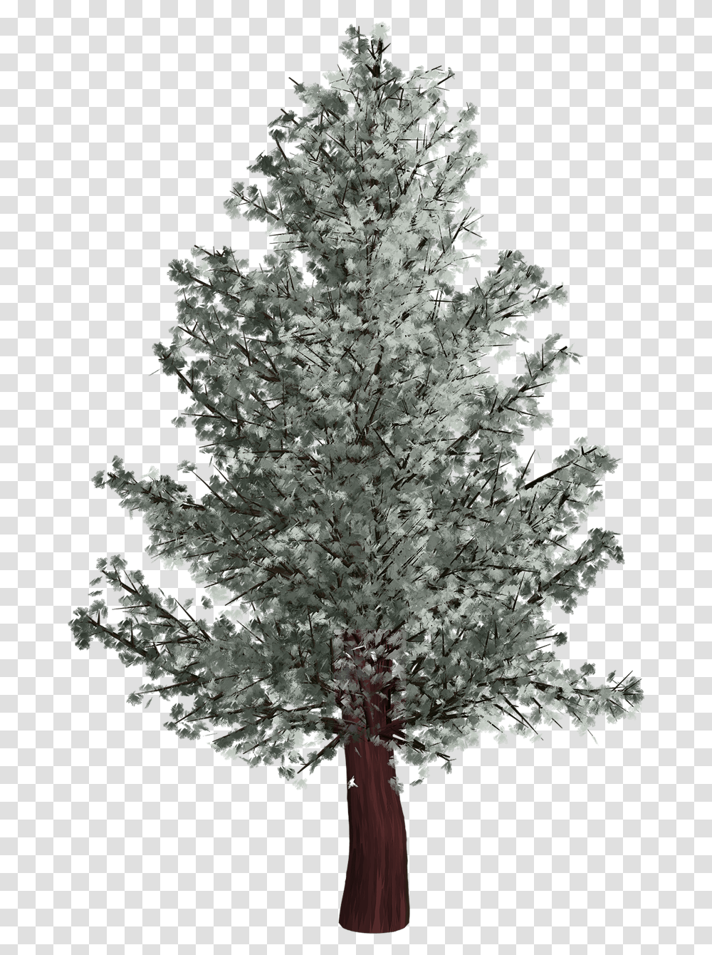 Pino En Invierno, Tree, Plant, Fir, Flower Transparent Png