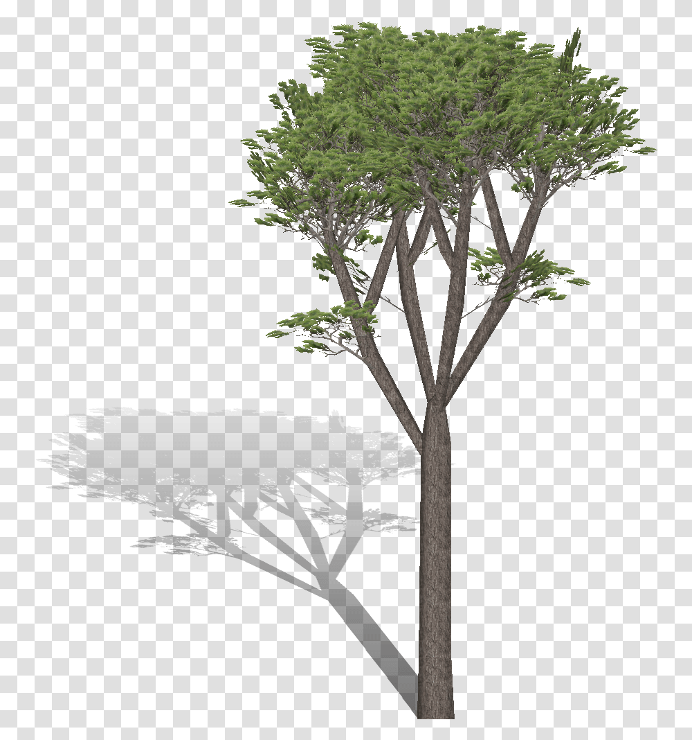 Pino Fog, Tree, Plant, Tree Trunk, Fir Transparent Png