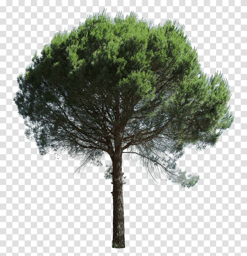 Pino Marittimo Prospetto, Tree, Plant, Tree Trunk, Pine Transparent Png