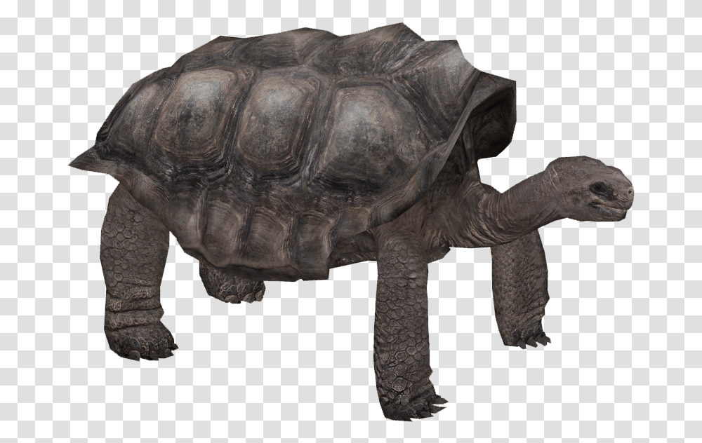 Pinta Island Tortoise Zoo Tycoon 2 Galapagos Tortoise, Turtle, Reptile, Sea Life, Animal Transparent Png