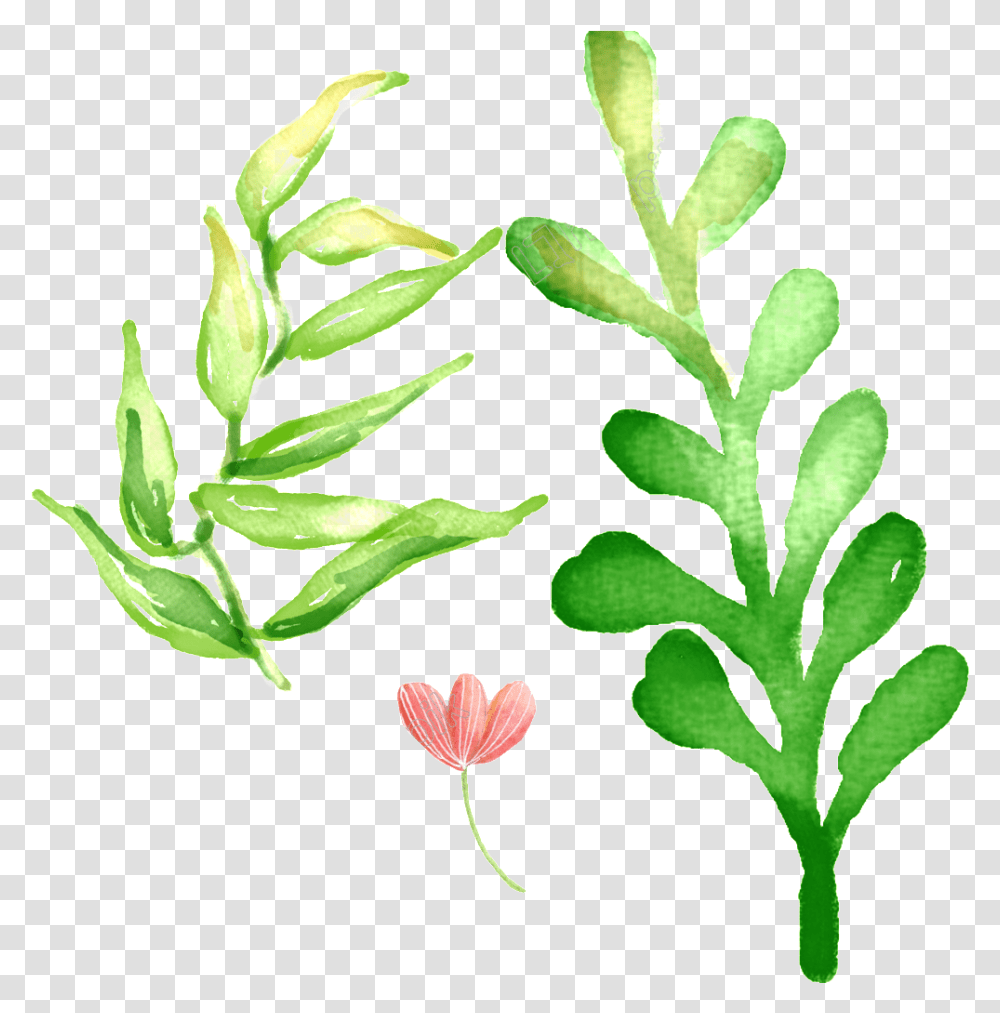 Pintado A Mano De Verbena, Leaf, Plant, Vegetation, Green Transparent Png