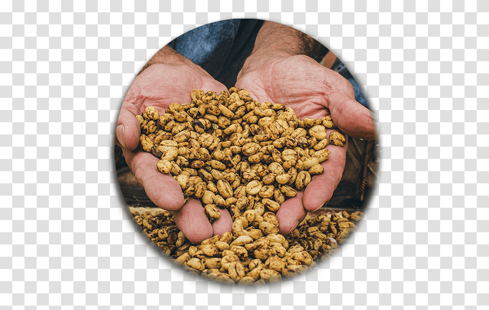 Pinto Bean Growers Pulse, Plant, Person, Vegetable, Food Transparent Png