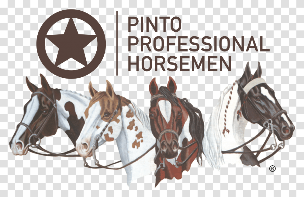 Pinto Horse Association Of America, Mammal, Animal, Transportation Transparent Png