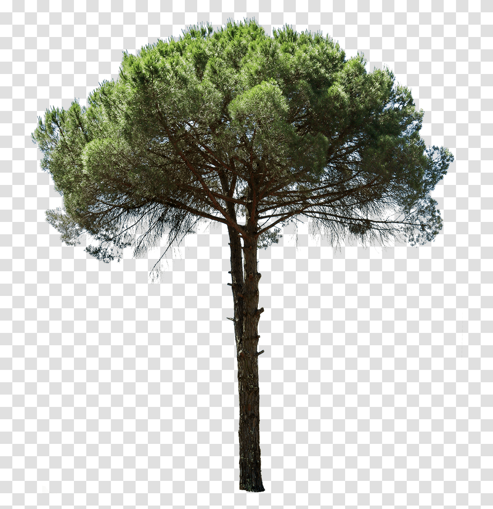 Pinus Cut Out, Tree, Plant, Cross Transparent Png