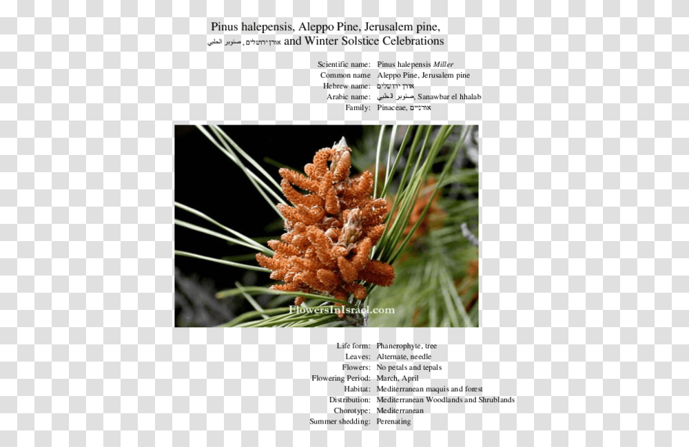 Pinus Halepensis Male Cone, Tree, Plant, Conifer, Larch Transparent Png