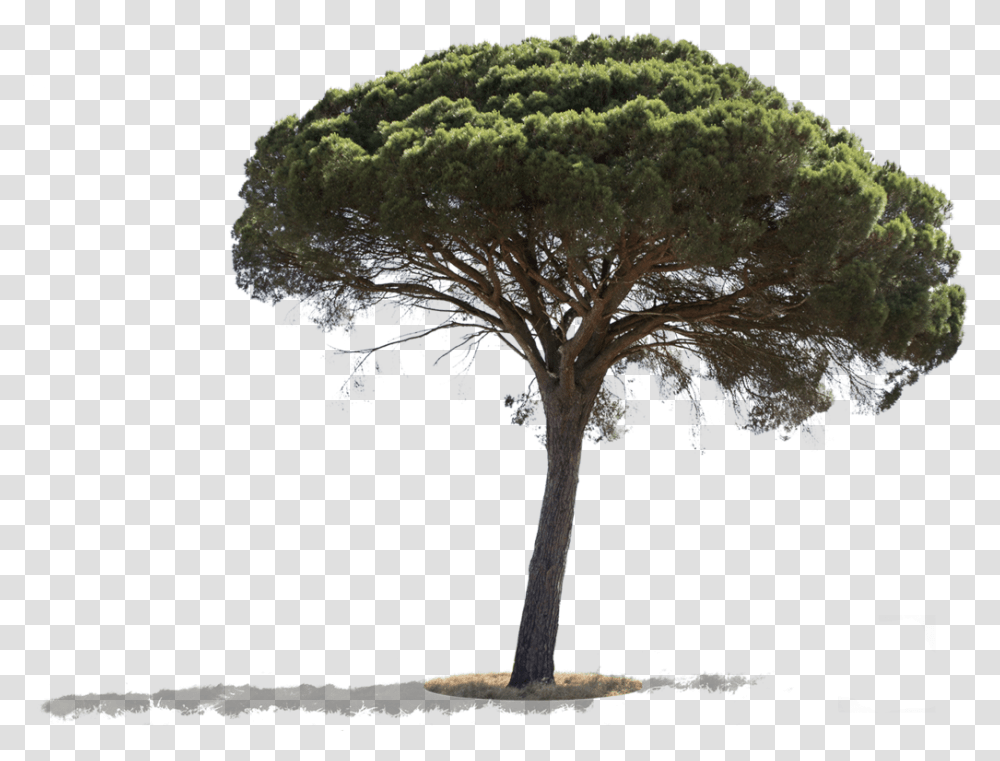 Pinus Pinea Ii - Cutout Trees Pinus Pinea, Plant, Tree Trunk Transparent Png