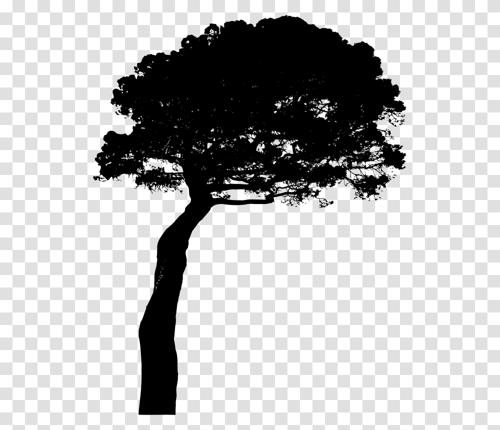 Pinus Pinea, Nature, Gray, World Of Warcraft Transparent Png