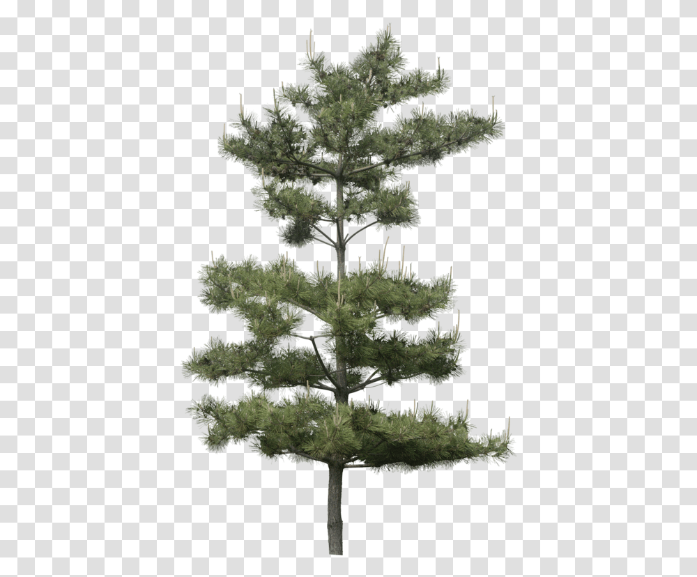 Pinus Tree, Plant, Conifer, Pine, Fir Transparent Png