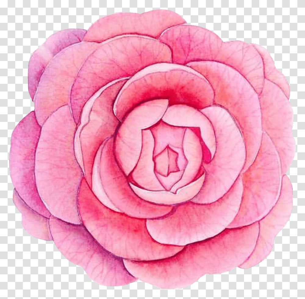 Piony Flower Flowerpower Pink Watercolor Watercolour Japanese Camellia, Rose, Plant, Blossom, Petal Transparent Png