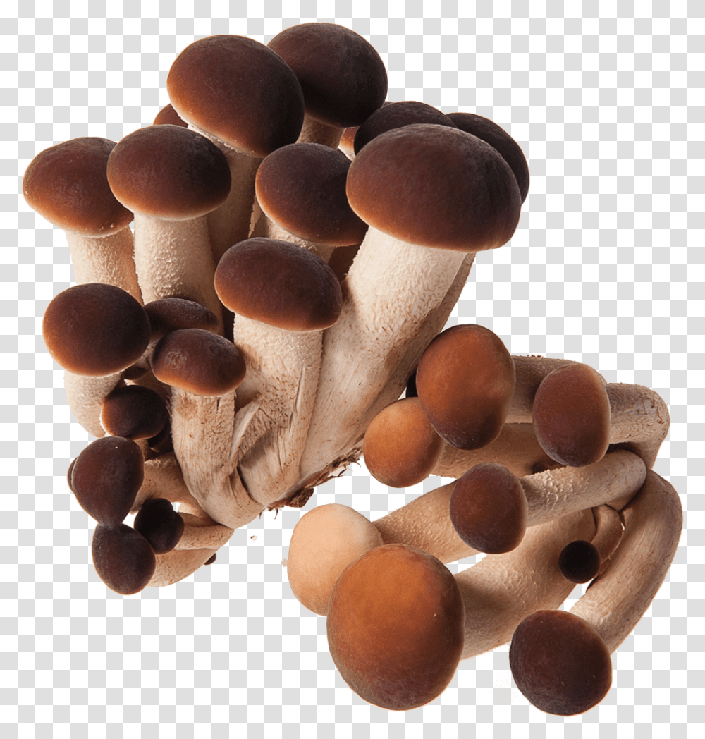 Pioppino, Fungus, Plant, Amanita, Agaric Transparent Png