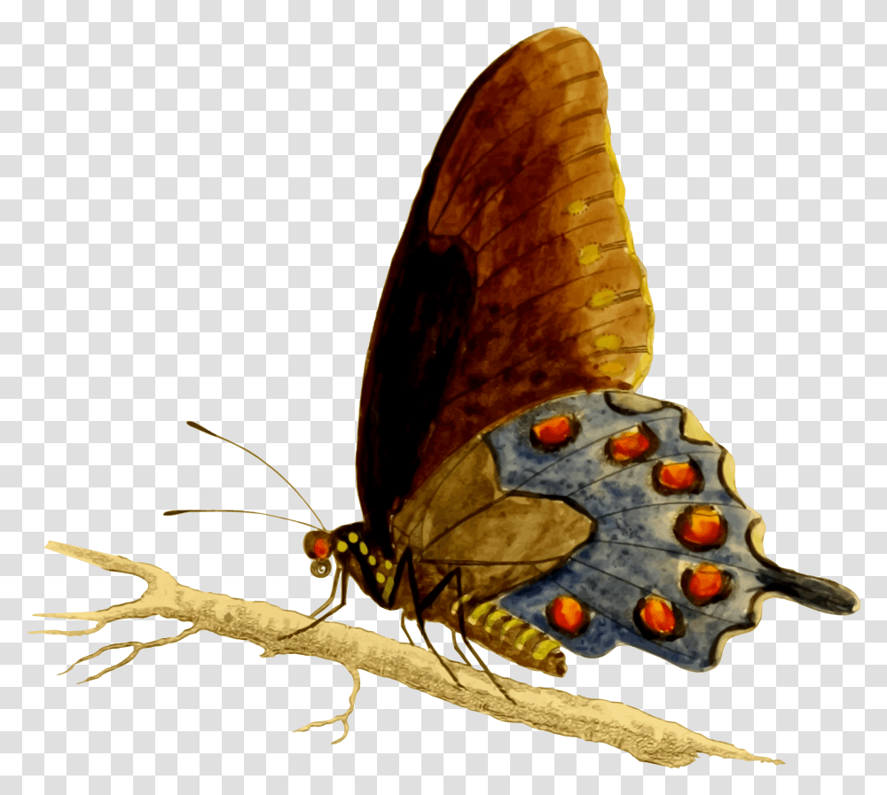 Pipevine Swallowtail Butterfly Vector Clipart Image, Insect, Invertebrate, Animal, Turtle Transparent Png