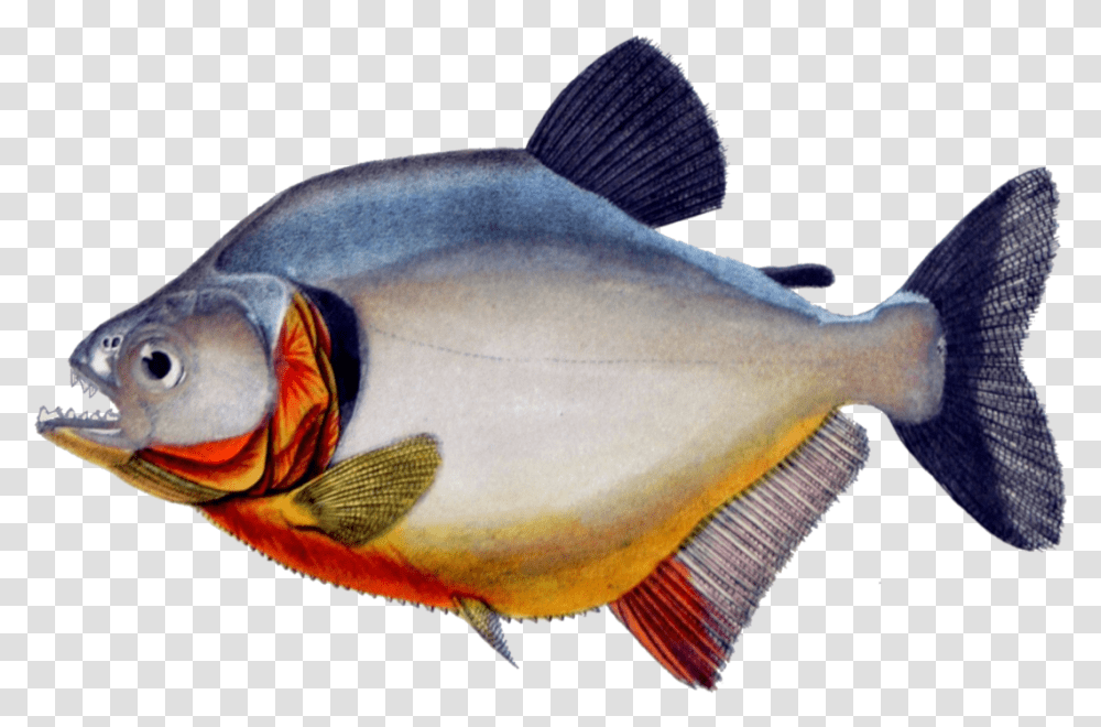 Piranha Background, Fish, Animal, Sea Life, Surgeonfish Transparent Png