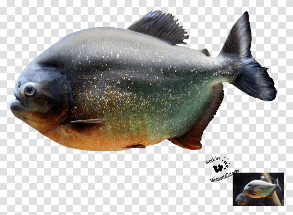 Piranha Image Piranha Fish, Animal, Carp, Bird, Aquatic Transparent Png