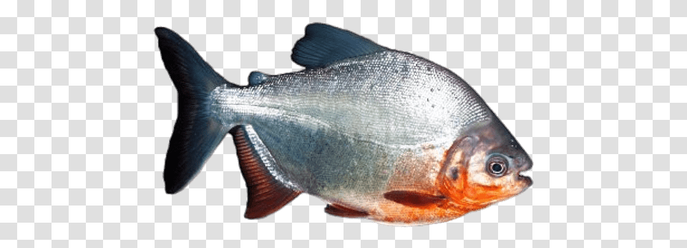 Piranha Piranha, Coho, Fish, Animal, Sea Life Transparent Png