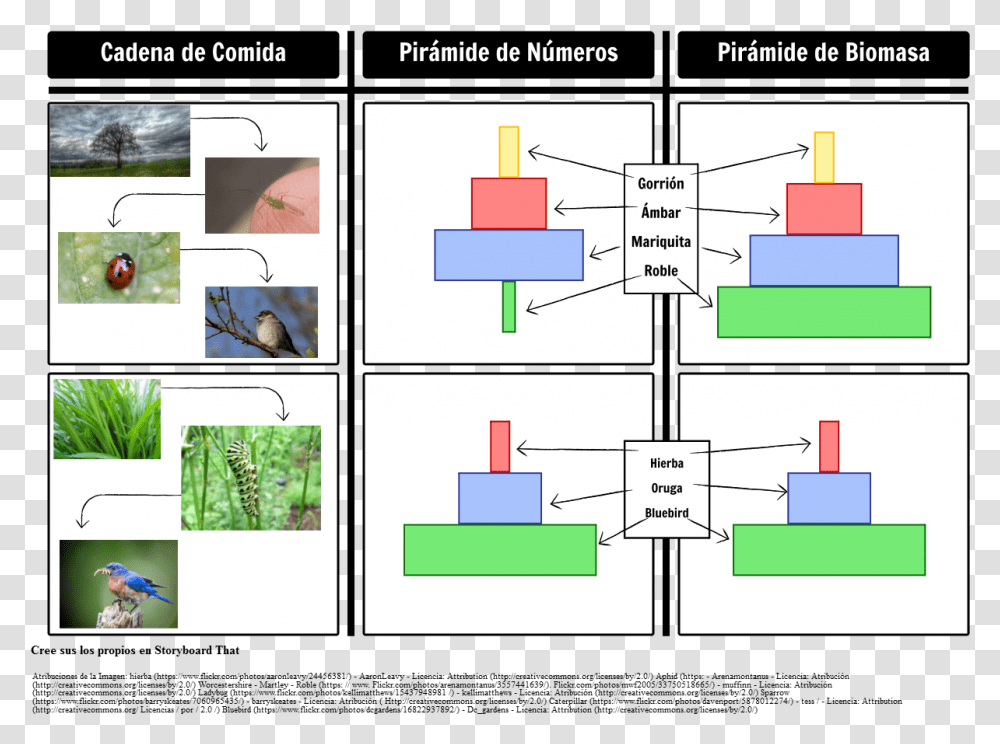 Pirmides De Biomasa Y Pirmides De NmerosStyle Food Chain, Bird, Animal, Diagram Transparent Png