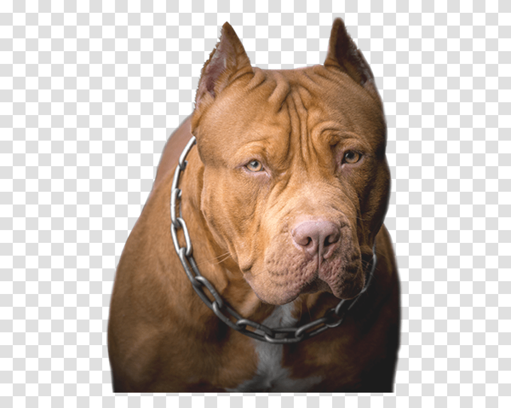 Pit Bull, Dog, Pet, Canine, Animal Transparent Png