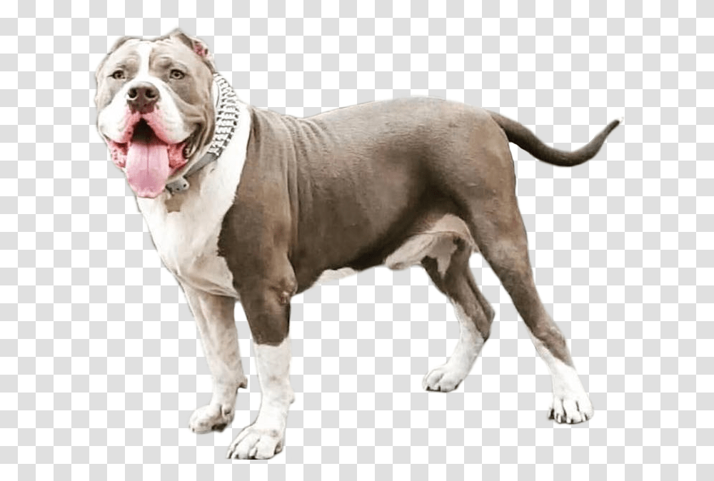 Pit Bull, Pitbull, Bulldog, Pet, Canine Transparent Png