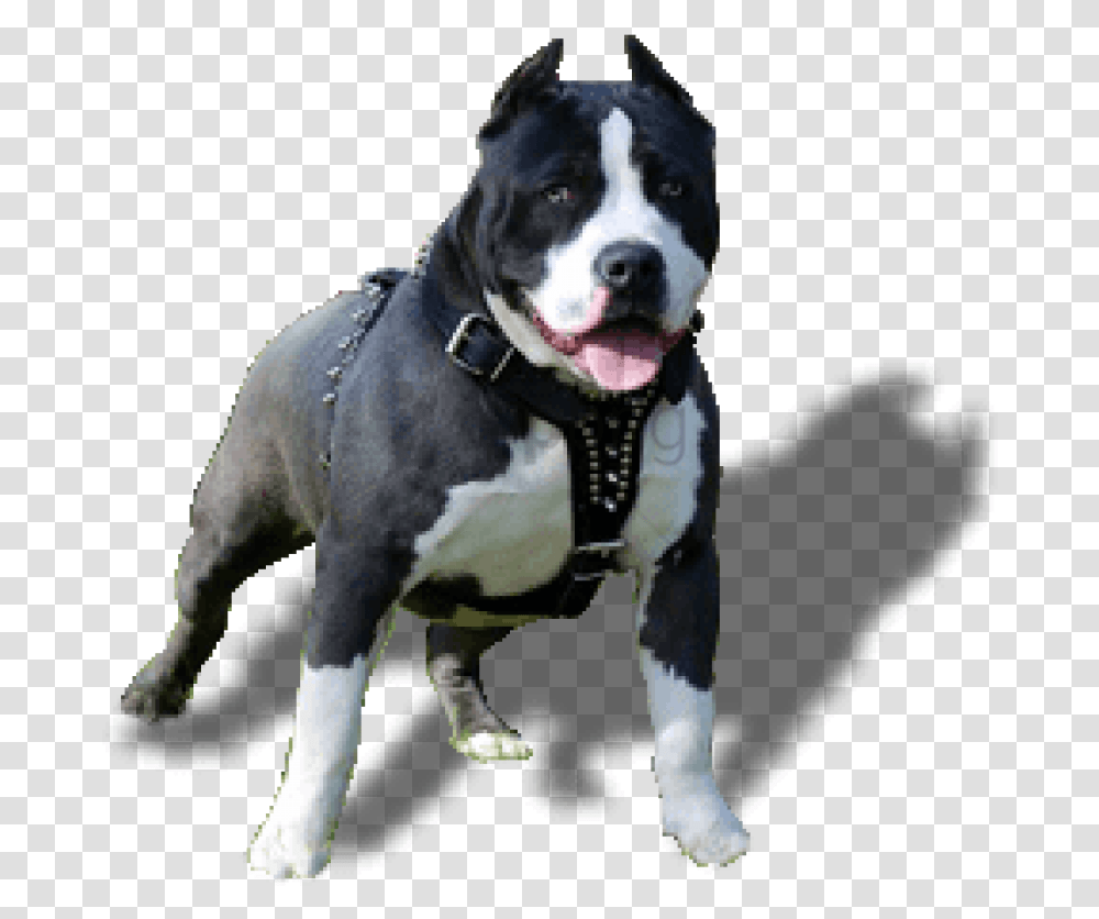 Pit Bull Pitbull Dog Hd, Pet, Canine, Animal, Mammal Transparent Png