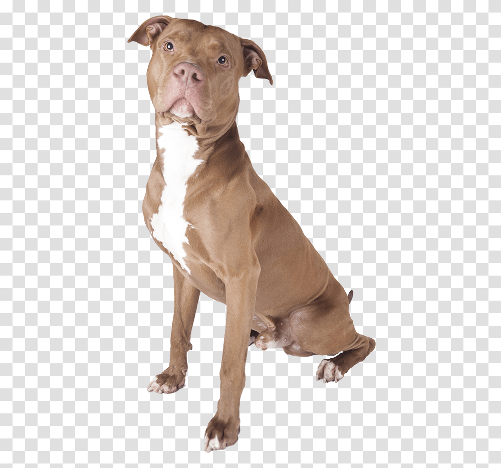 Pit Bull Pitbull Dog White Background, Pet, Canine, Animal, Mammal Transparent Png