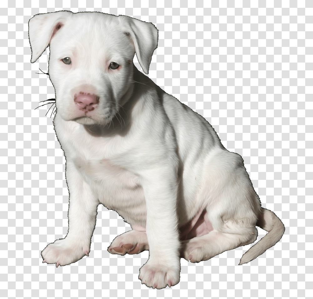 Pit Bull Pup Trans Pitbull Puppy, Dog, Pet, Canine, Animal Transparent Png