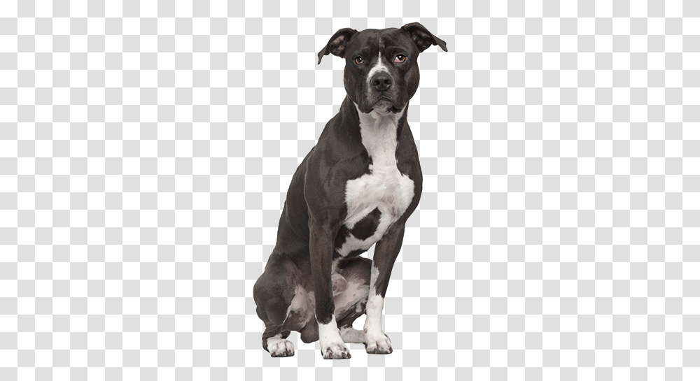 Pit Bull Terrier American Pit Bull Terrier Sitting, Dog, Pet, Canine, Animal Transparent Png