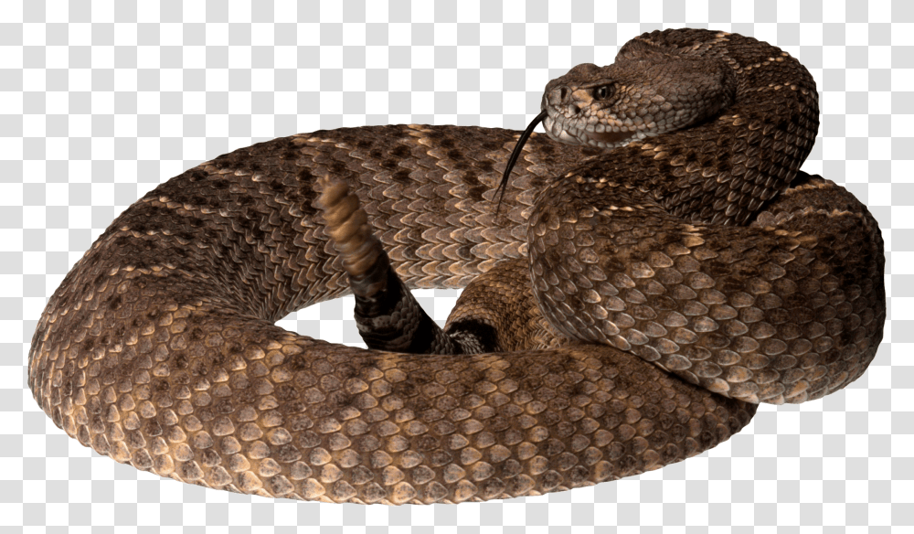 Pit Viper Snake, Reptile, Animal, Rattlesnake Transparent Png