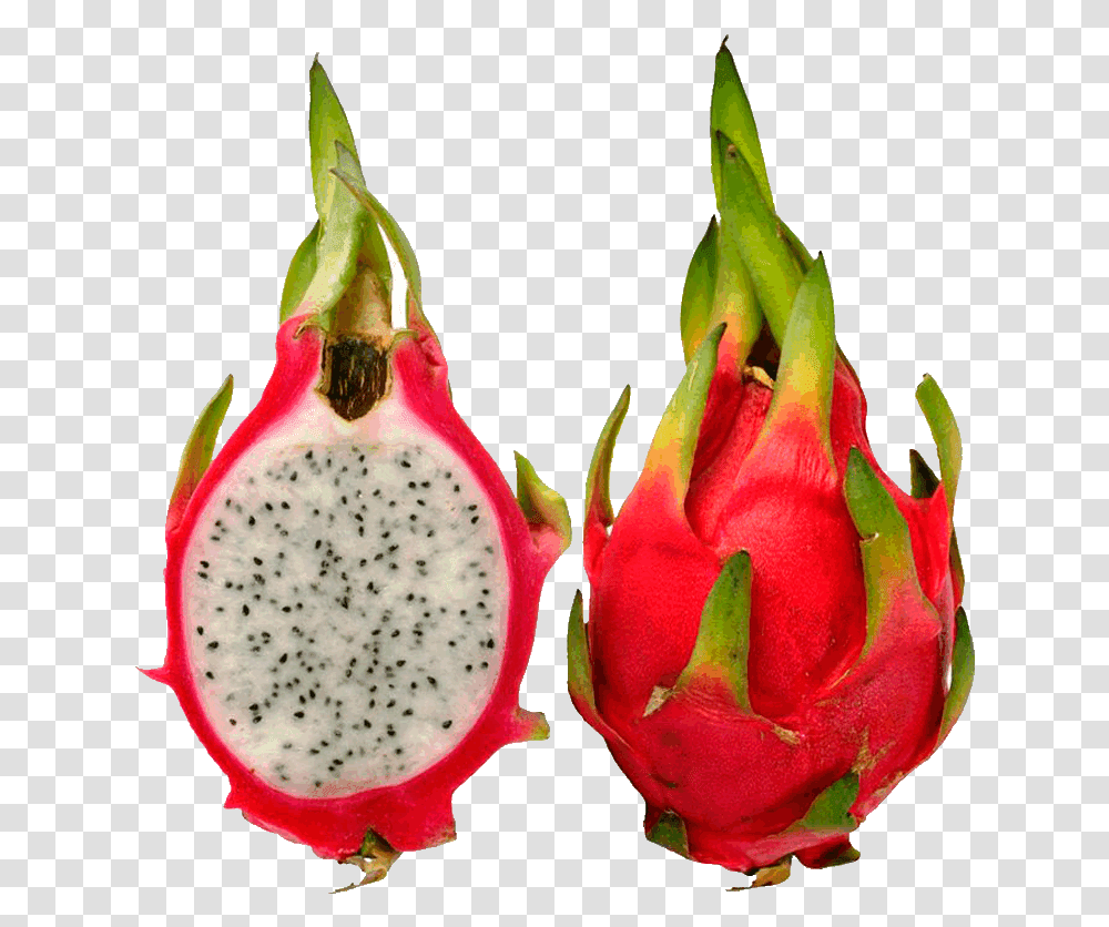 Pitaya Fruit Images Dragon Fruit Pictures Clip Art Cch Trng Thanh Long Bng Ht, Plant, Food, Flower, Blossom Transparent Png