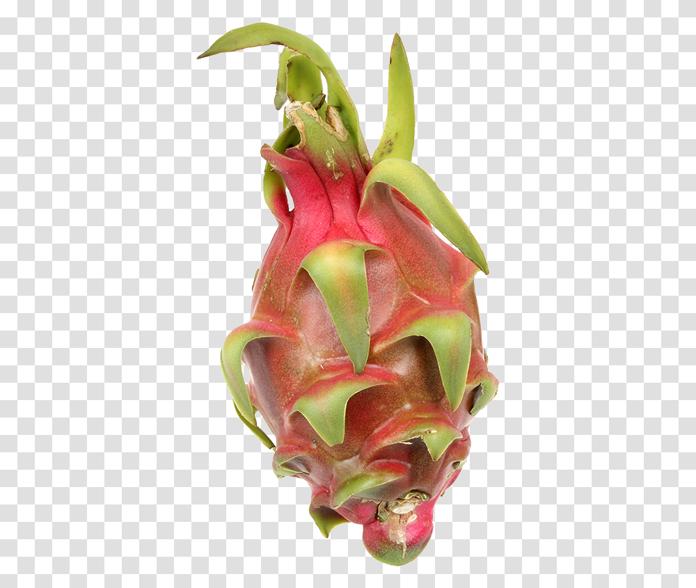 Pitaya, Plant, Fruit, Food, Flower Transparent Png