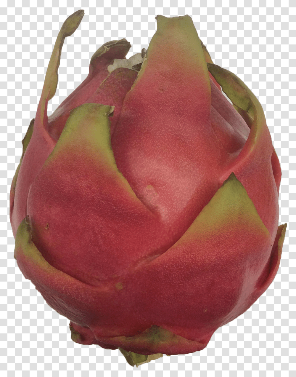 Pitaya, Plant, Rose, Flower, Fruit Transparent Png