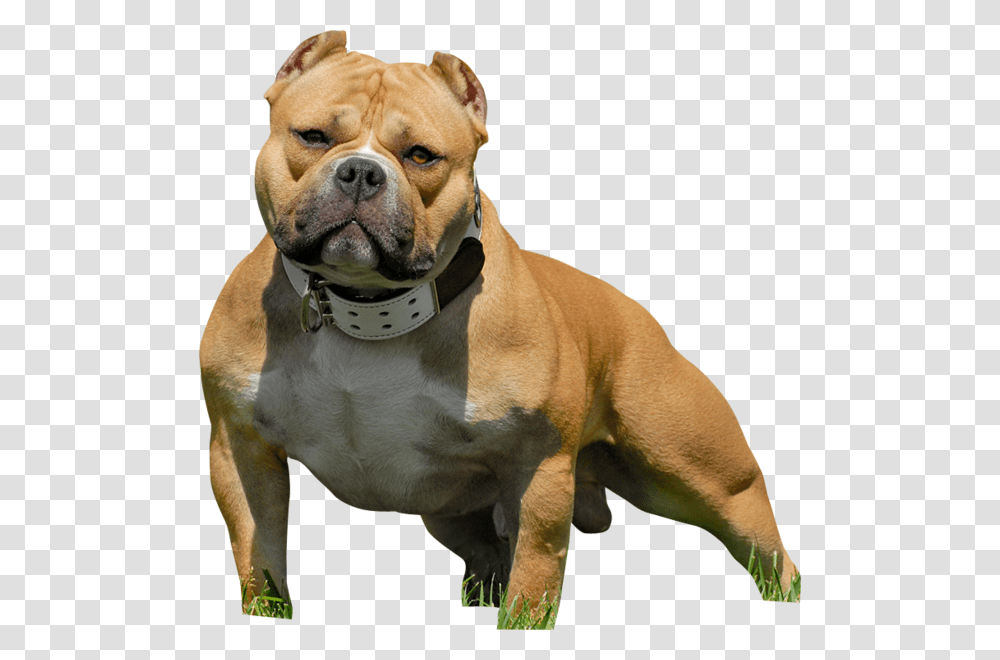Pitbull American Bully, Dog, Pet, Canine, Animal Transparent Png