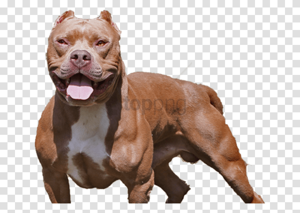 Pitbull, Bulldog, Pet, Canine, Animal Transparent Png