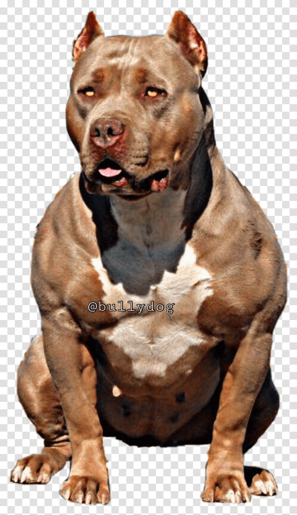 Pitbull Clipart American Bully Pitbull American Bully Dog Yawns, Pet, Canine, Animal, Mammal Transparent Png