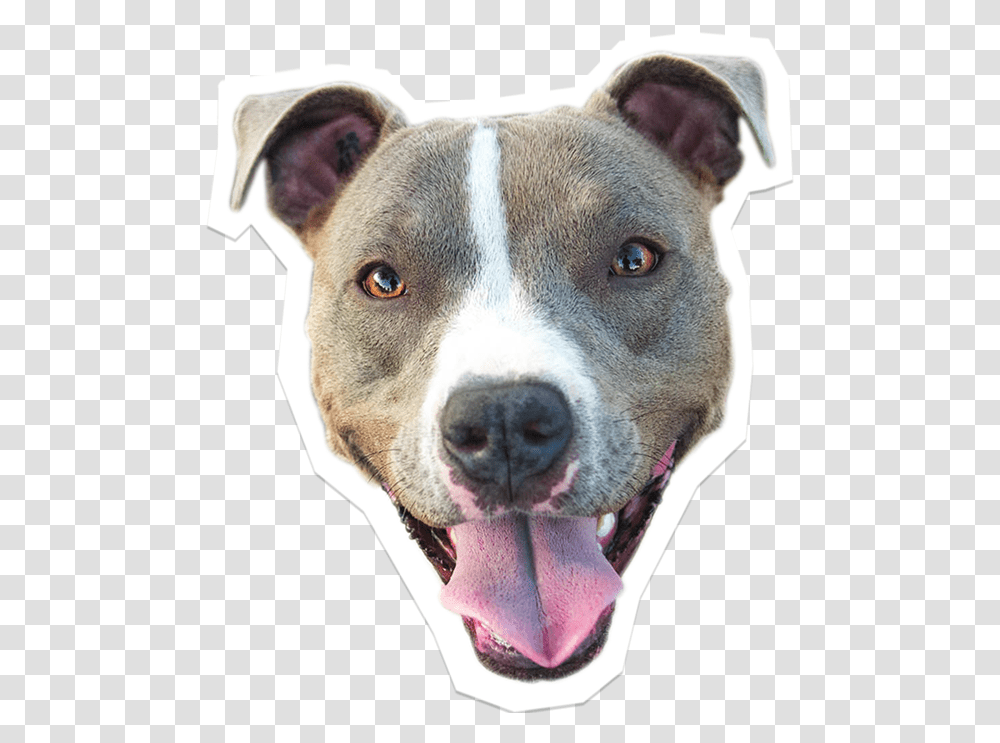 Pitbull Clipart Dog, Snout, Pet, Canine, Animal Transparent Png