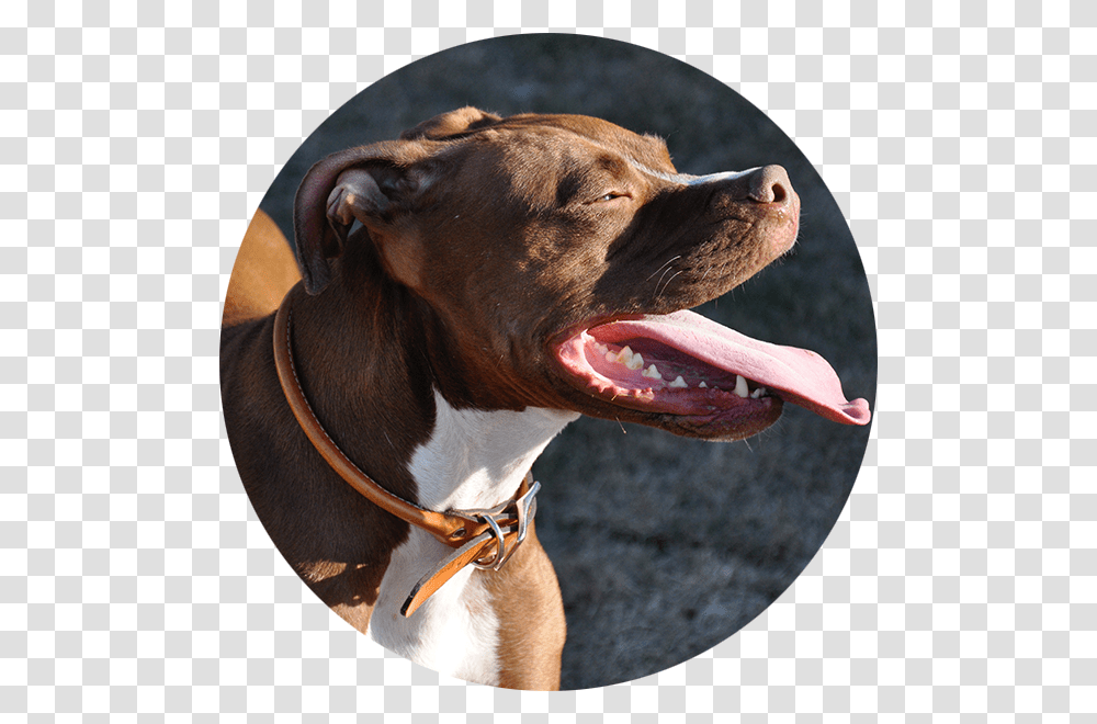 Pitbull Dog Bronzedog Rolled Leather Dog Collar, Pet, Canine, Animal, Mammal Transparent Png