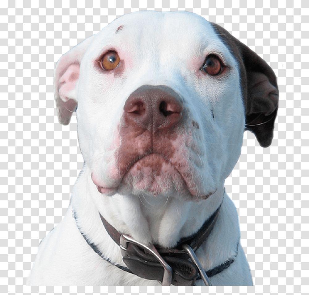 Pitbull Dog, Pet, Canine, Animal, Mammal Transparent Png