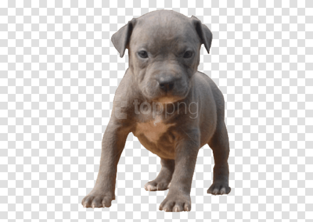 Pitbull Dog Pitbull Puppy Background, Pet, Canine, Animal, Mammal Transparent Png