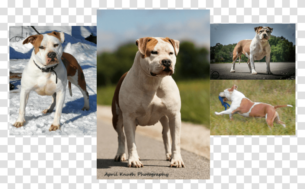 Pitbull Head Pit Bull, Dog, Pet, Canine, Animal Transparent Png