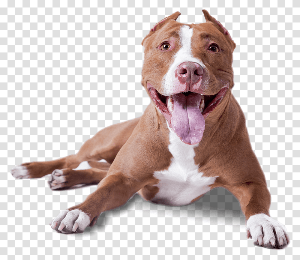 Pitbull Lying Down Background Dog, Bulldog, Pet, Canine, Animal Transparent Png