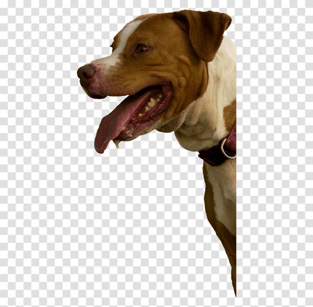 Pitbull Mix Rescue Dog Yawns, Pet, Canine, Animal, Mammal Transparent Png