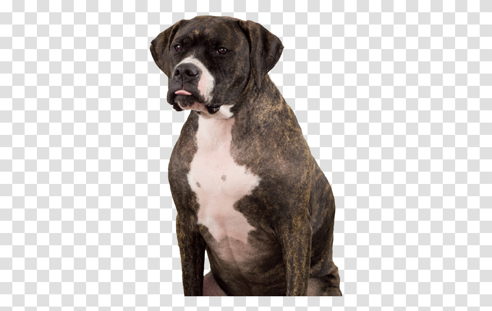 Pitbull Puppy Boxer, Dog, Pet, Canine, Animal Transparent Png