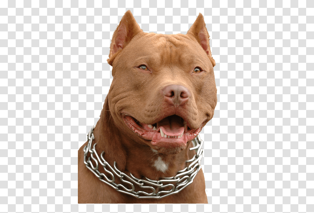 Pitbull Puppy Pitbull Gif, Snout, Bulldog, Pet, Canine Transparent Png
