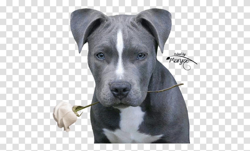 Pitbulls Pit Bulls Pitbull Pitbull Terrier Pit Blue Nose Pitbull Cute, Dog, Pet, Canine, Animal Transparent Png