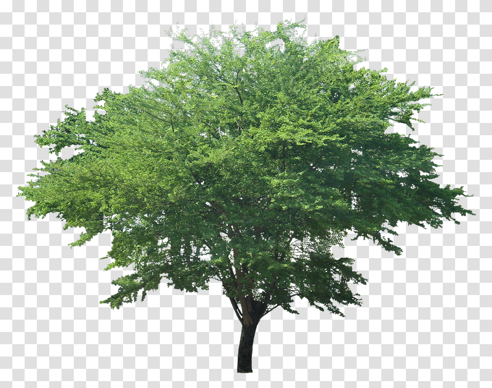 Pithecellobium Dulce Tree, Plant, Maple, Leaf, Moss Transparent Png