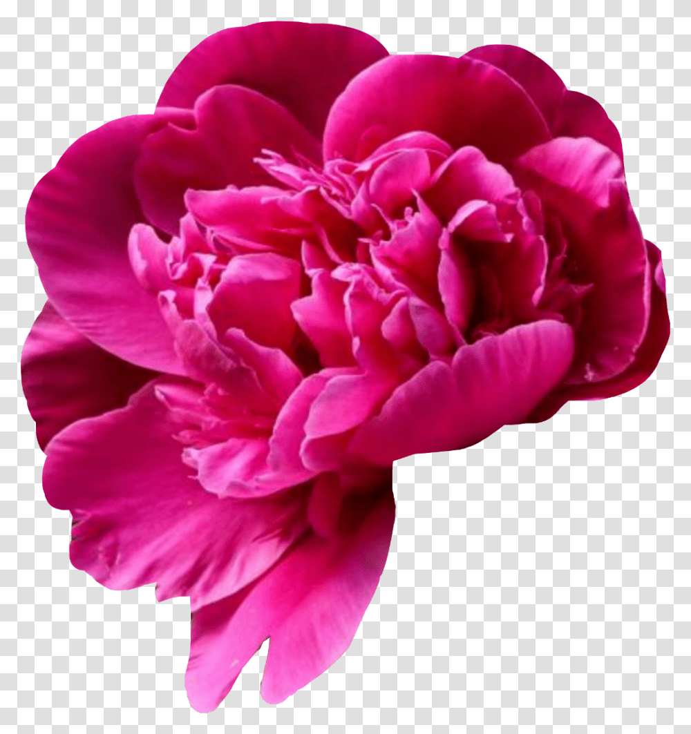 Pivoine De Chine, Plant, Flower, Blossom, Rose Transparent Png